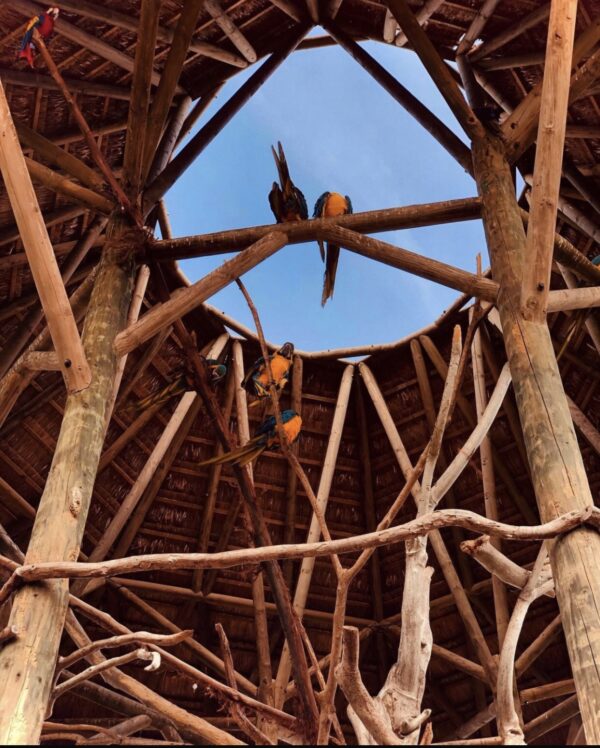 BARU + AVIARIO - Image 6
