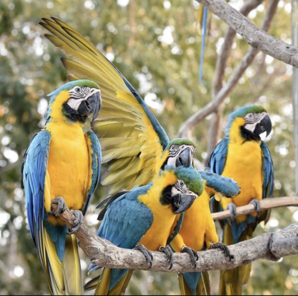BARU + AVIARIO