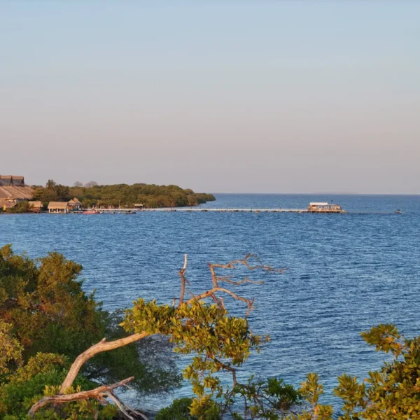 ISLA PALMA - Image 6
